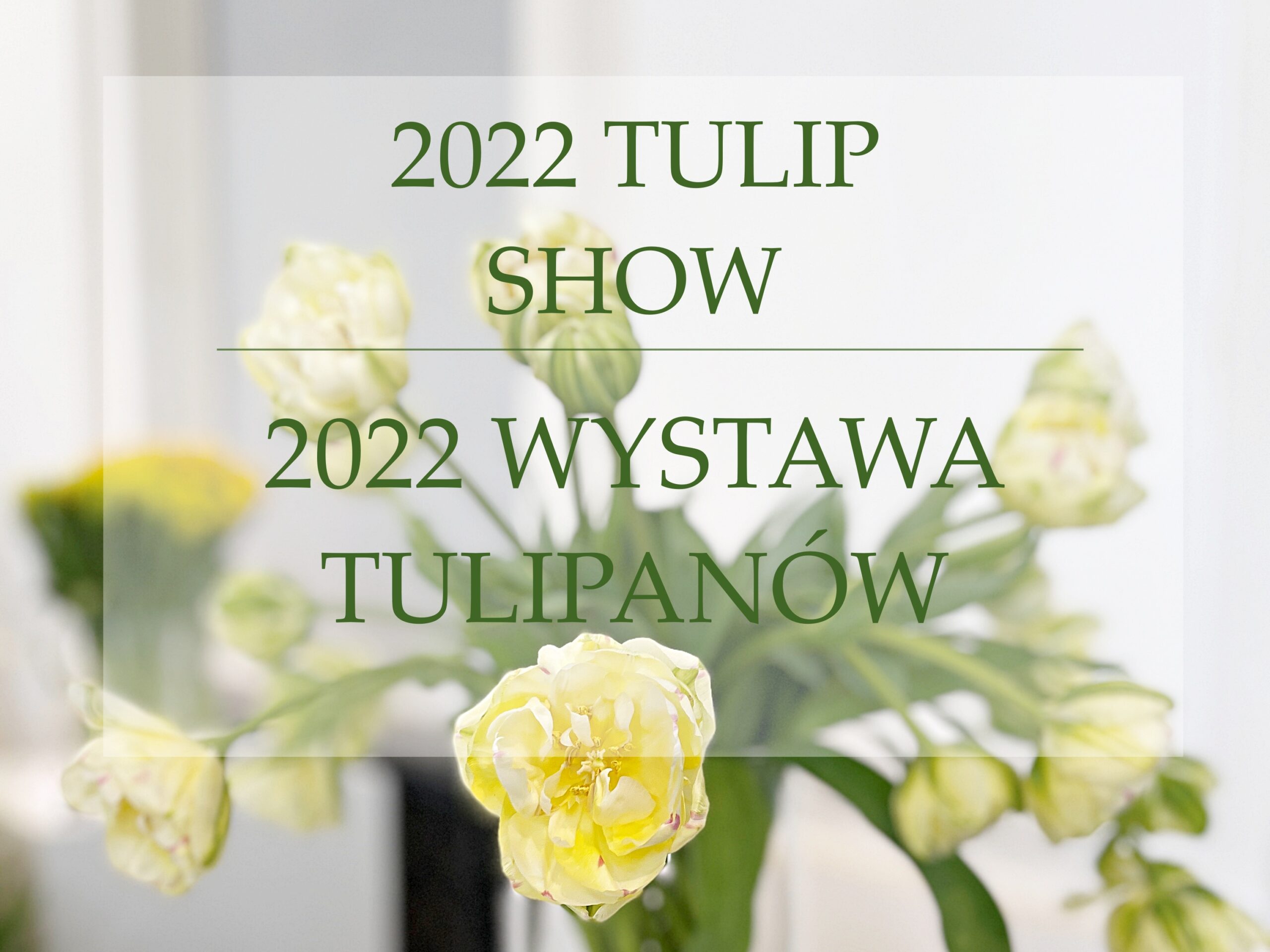 Wystawa tulipanów